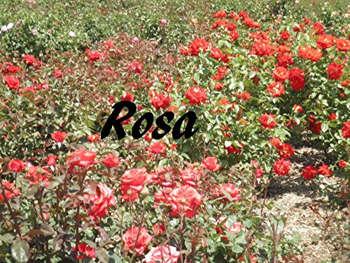 Capa do livro: Rosa - Ler Online pdf